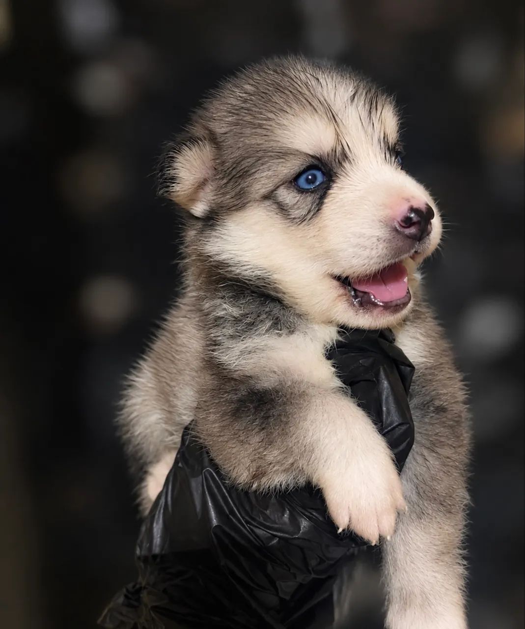 HUSKY SIBERIANO 
