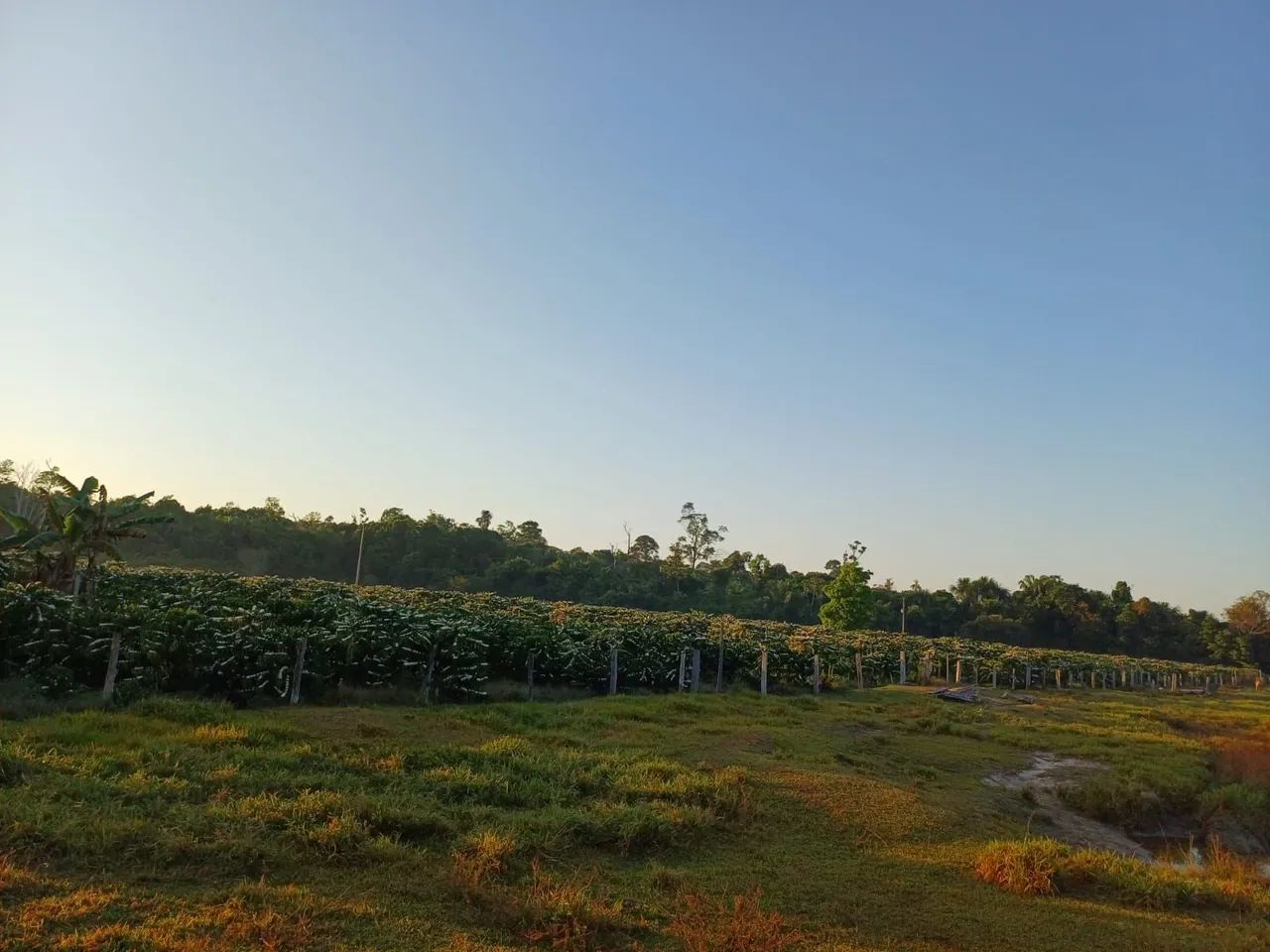 TERRA A VENDA - Foto 3