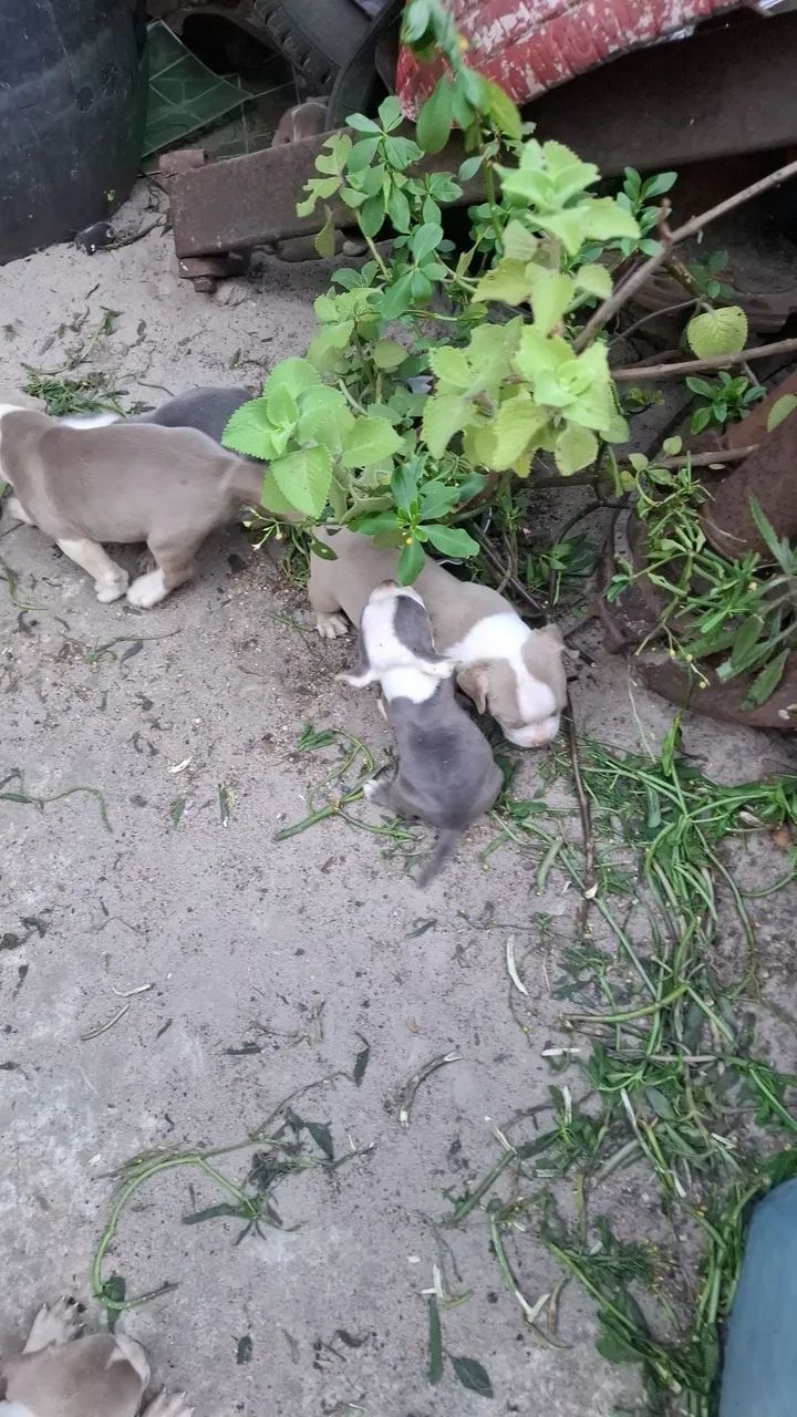 Filhote de American bully standard - Foto 4