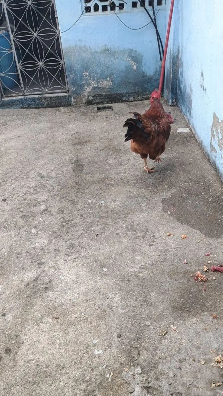 Galo - Foto 3
