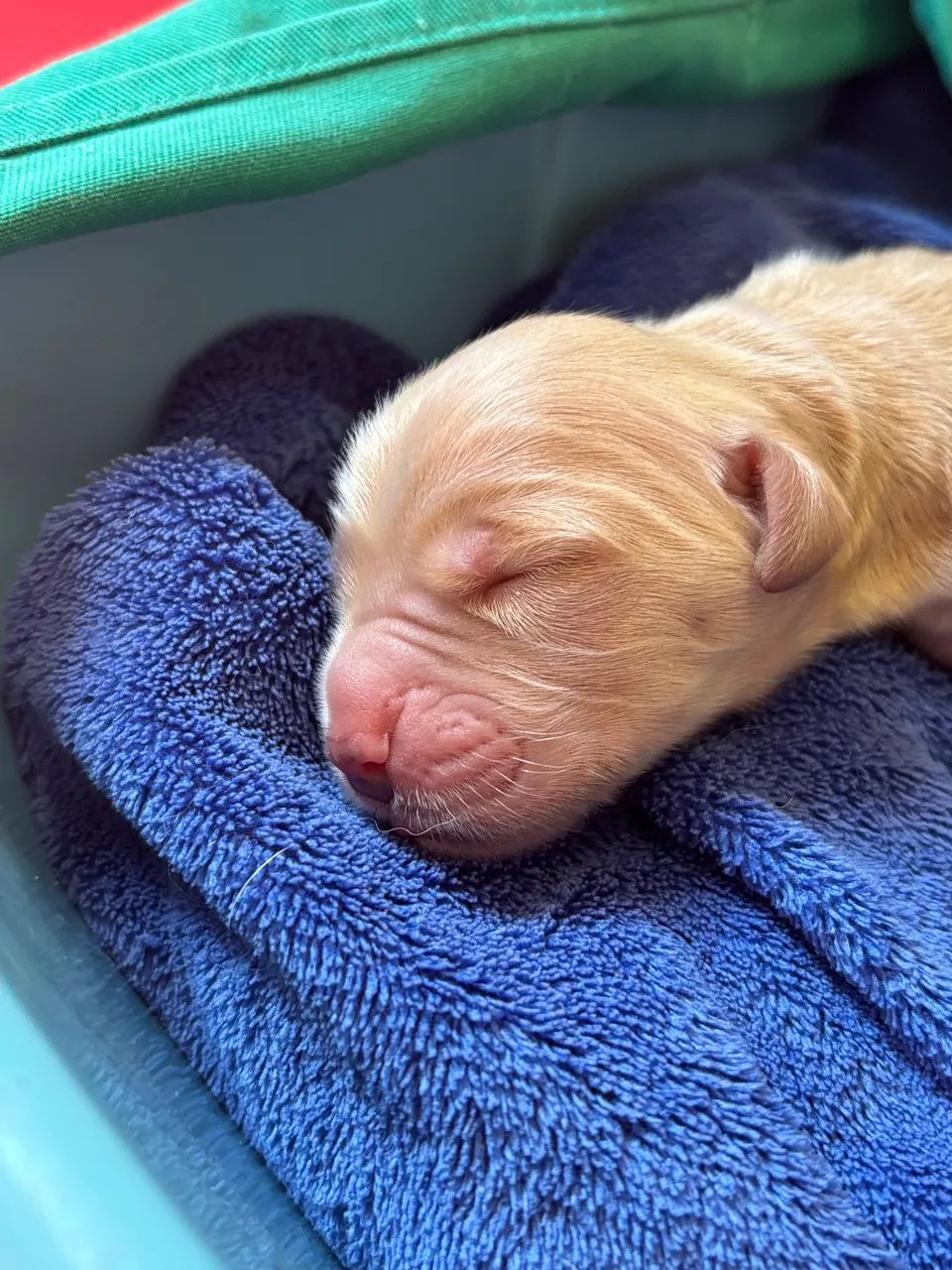 Filhotes de Golden com Pedigree  - Foto 2