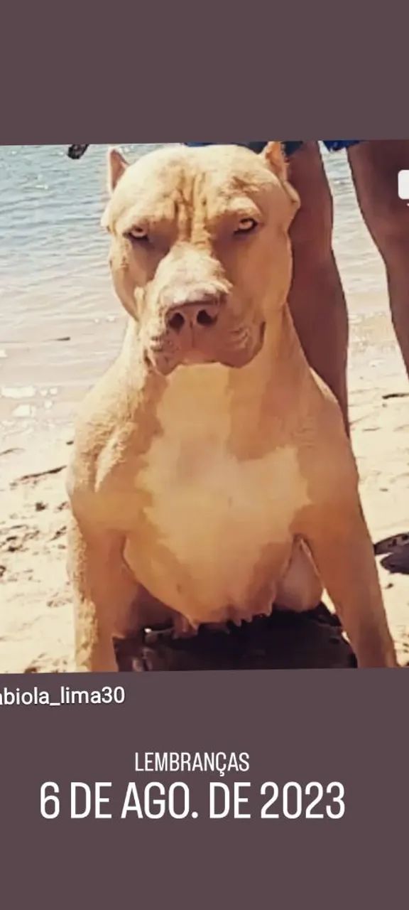 Vendo filhotes de Pitmoster  - Foto 6