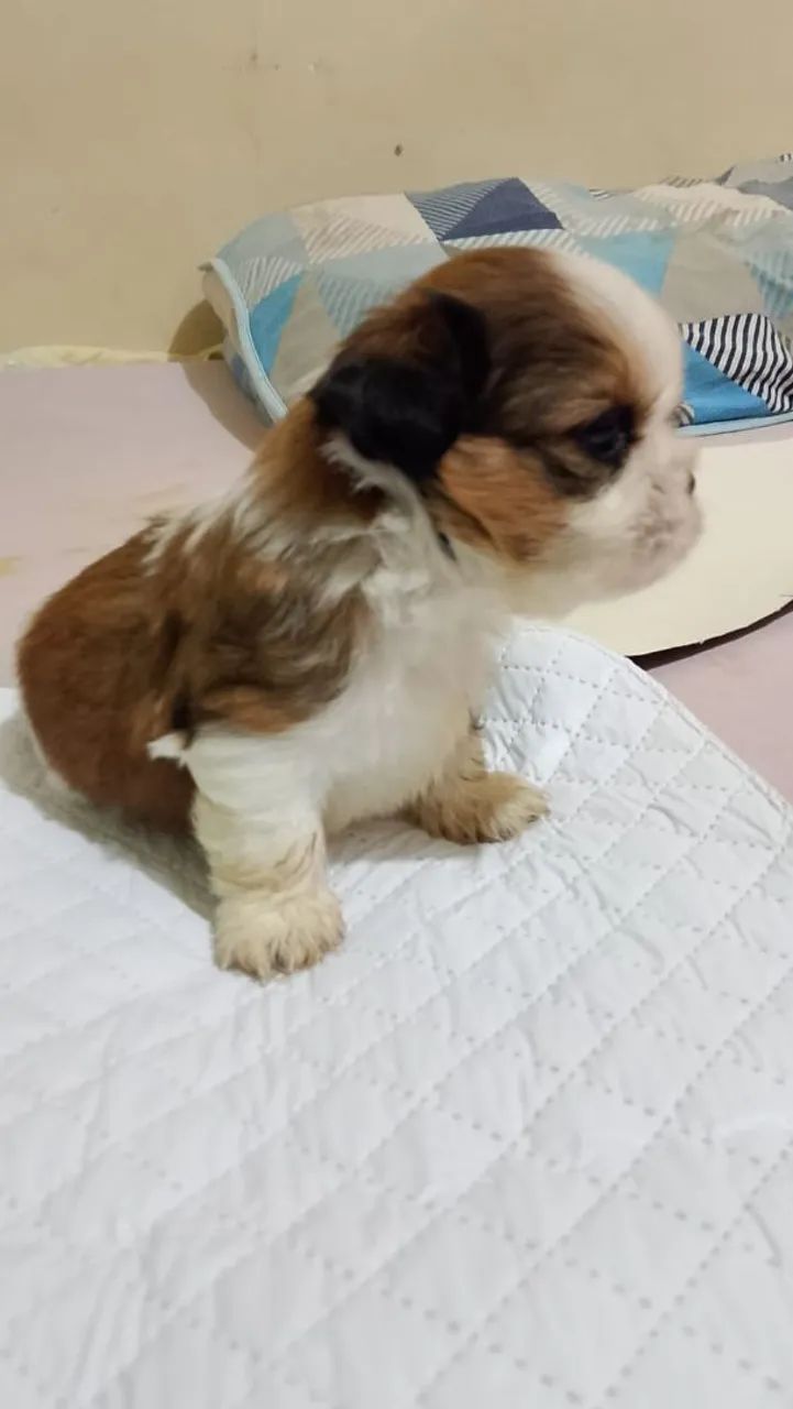 Shitzu mine machinho  - Foto 3