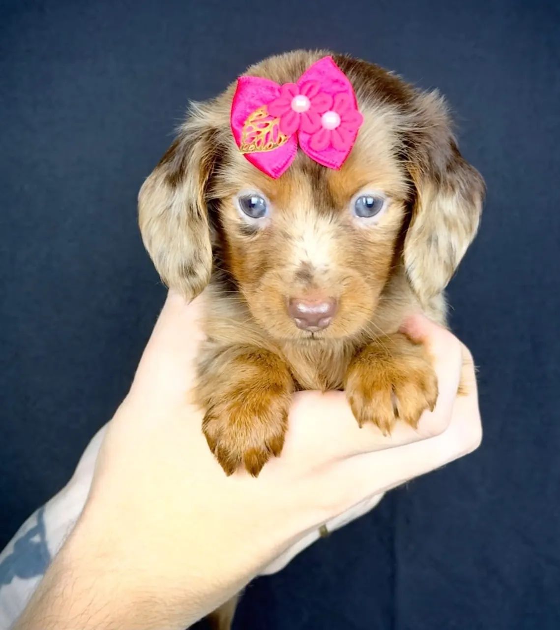 dachshund pelo longo  - Foto 2