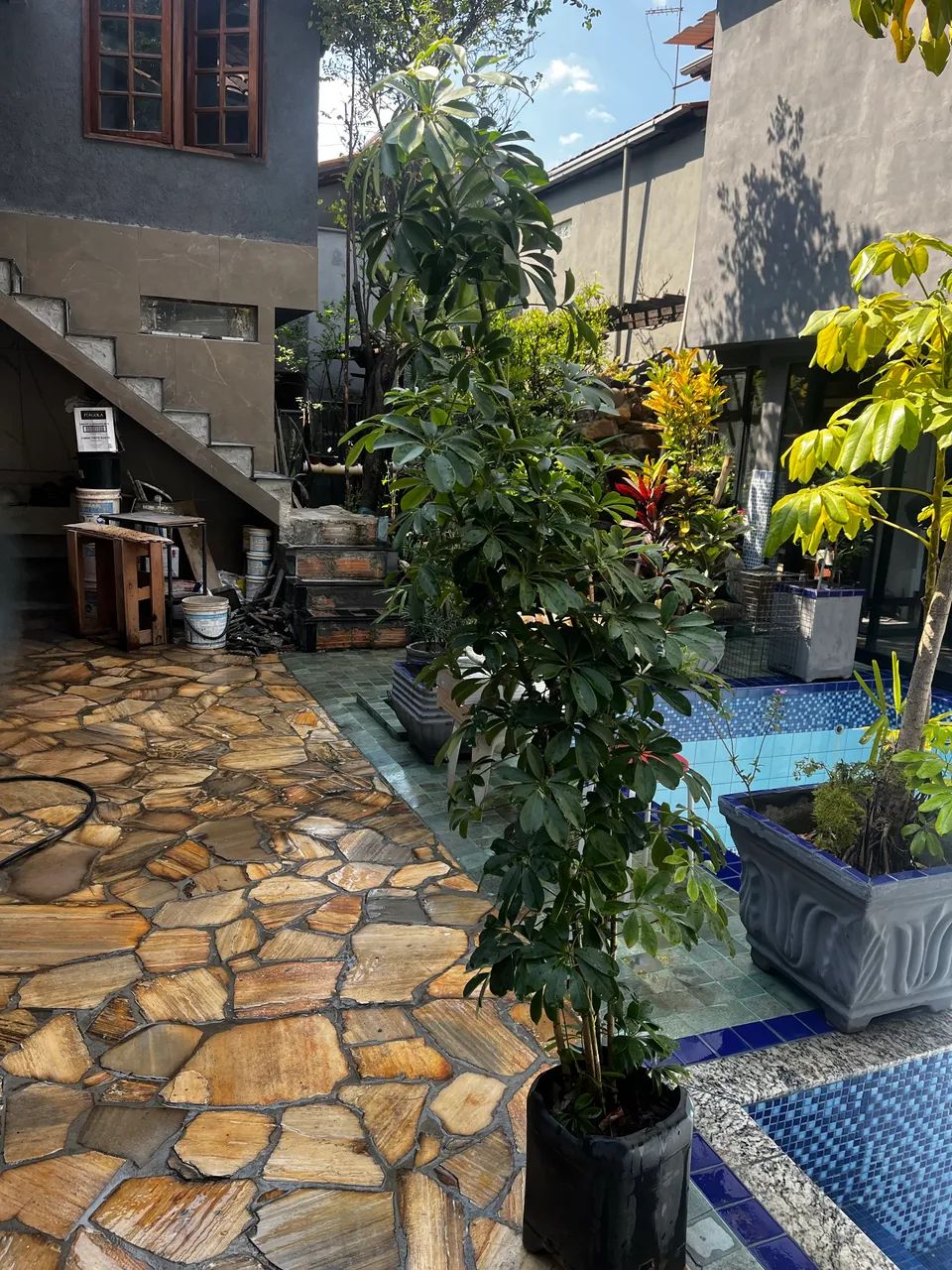 Planta Ráfia e shefrera  - Foto 4