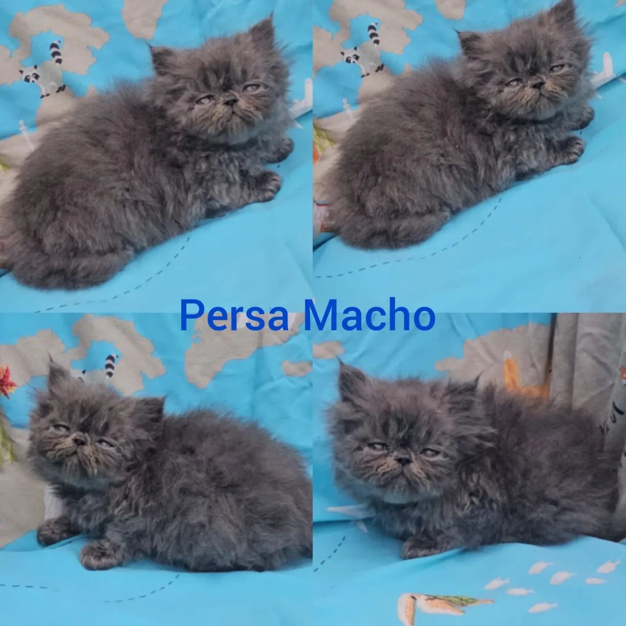 Persas, Exóticos e Himalaios Filhotes - Gatil BSB Cat - Foto 3
