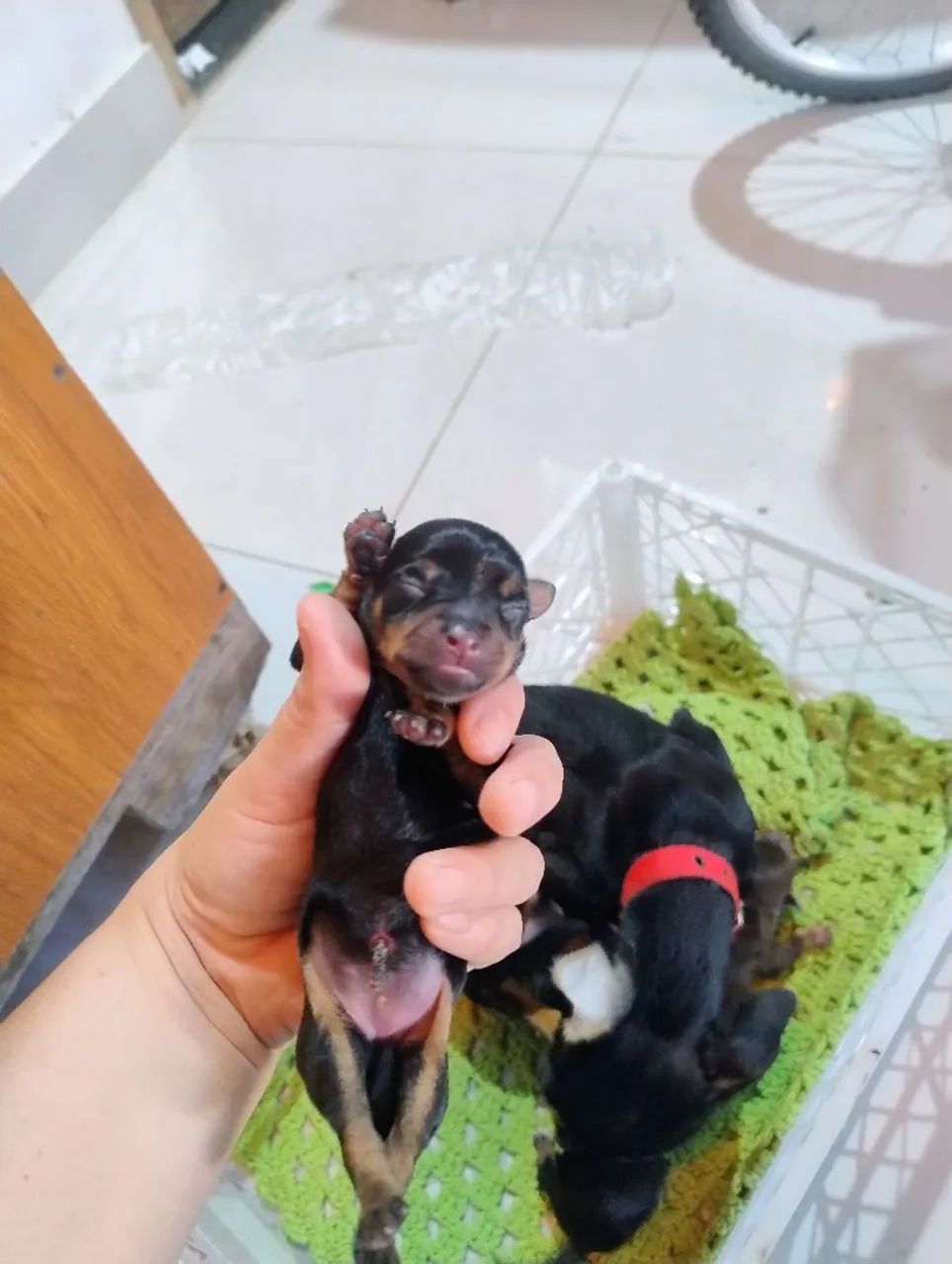 Pinscher 1 - Foto 3