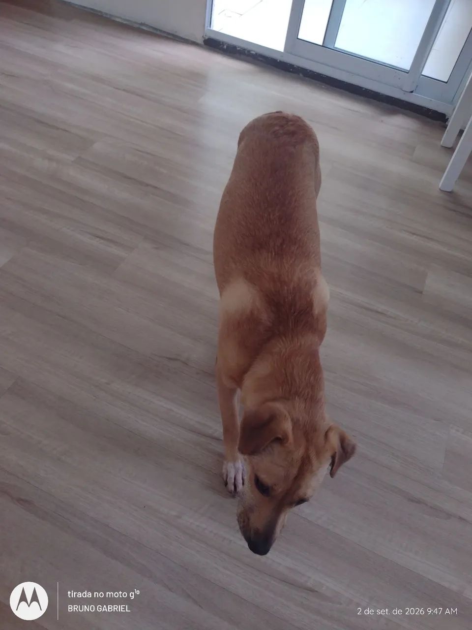 Cachorro pra adoção  - Foto 3
