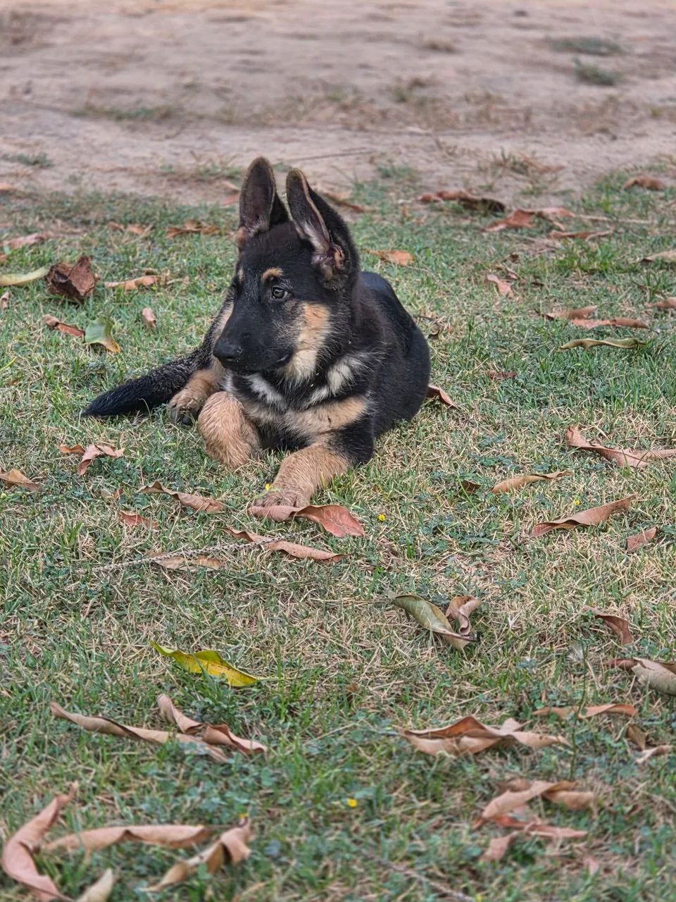 Pastor Alemão Policial - Foto 2