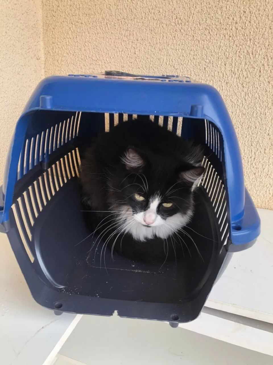 Doa se gatinhos castrado 3 fêmeas 1 macho