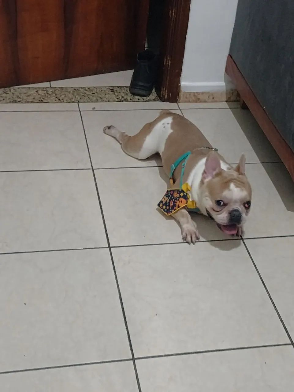 Buldogue francês 