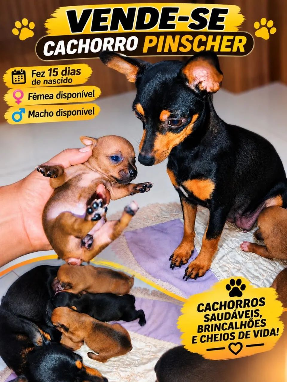 Vende-se filhotes de pinscher número 1 .com 15 dias de nascidos 