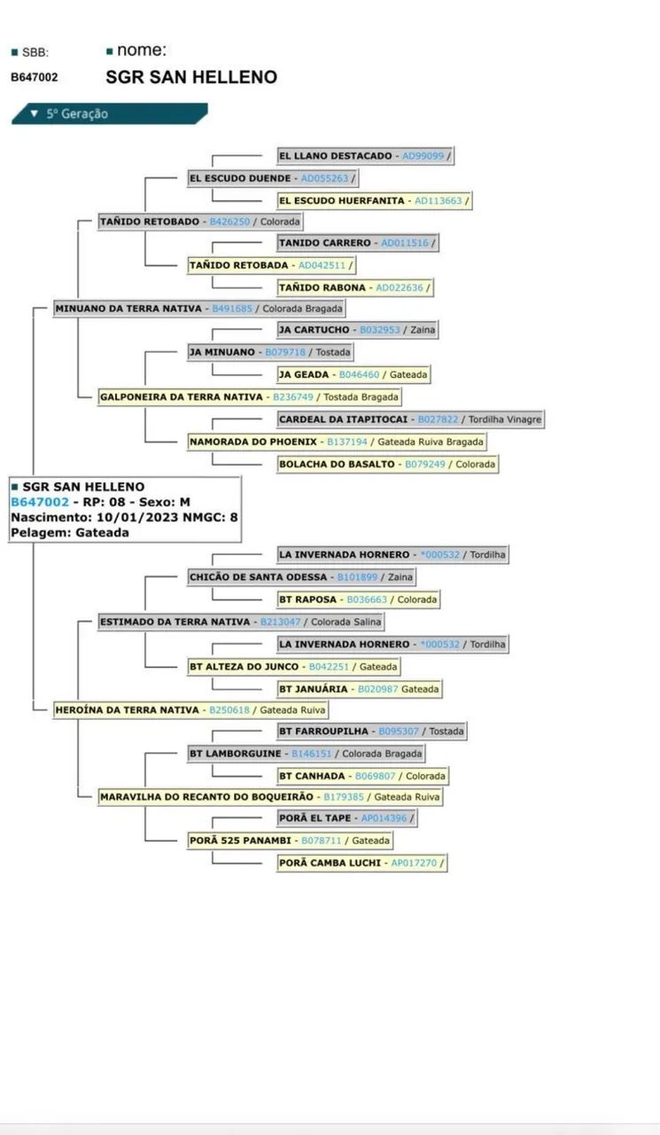 Cavalo criolo top  - Foto 3