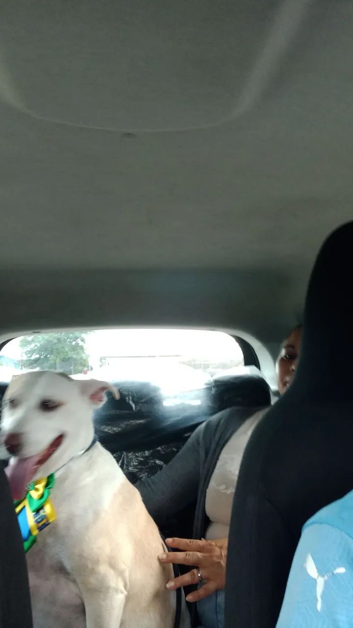Taxi pet - Foto 2