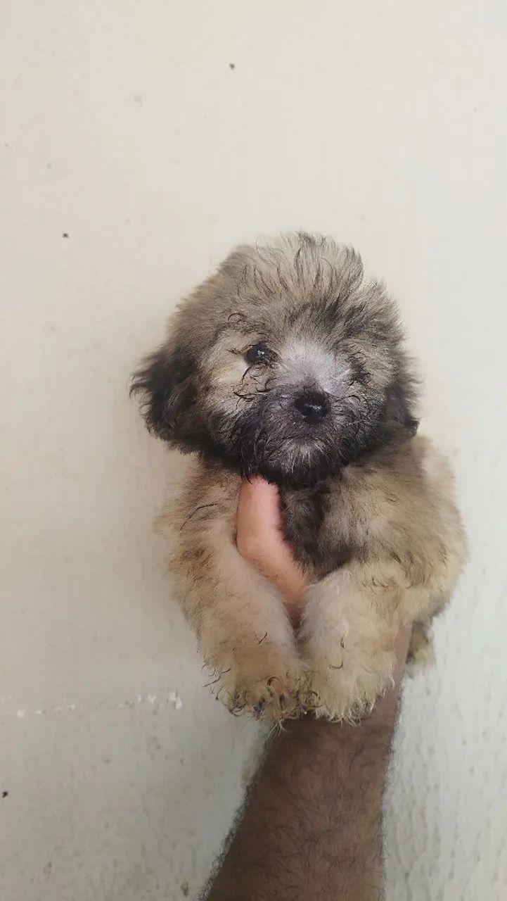Lhasa Apso macho e fêmea  - Foto 3