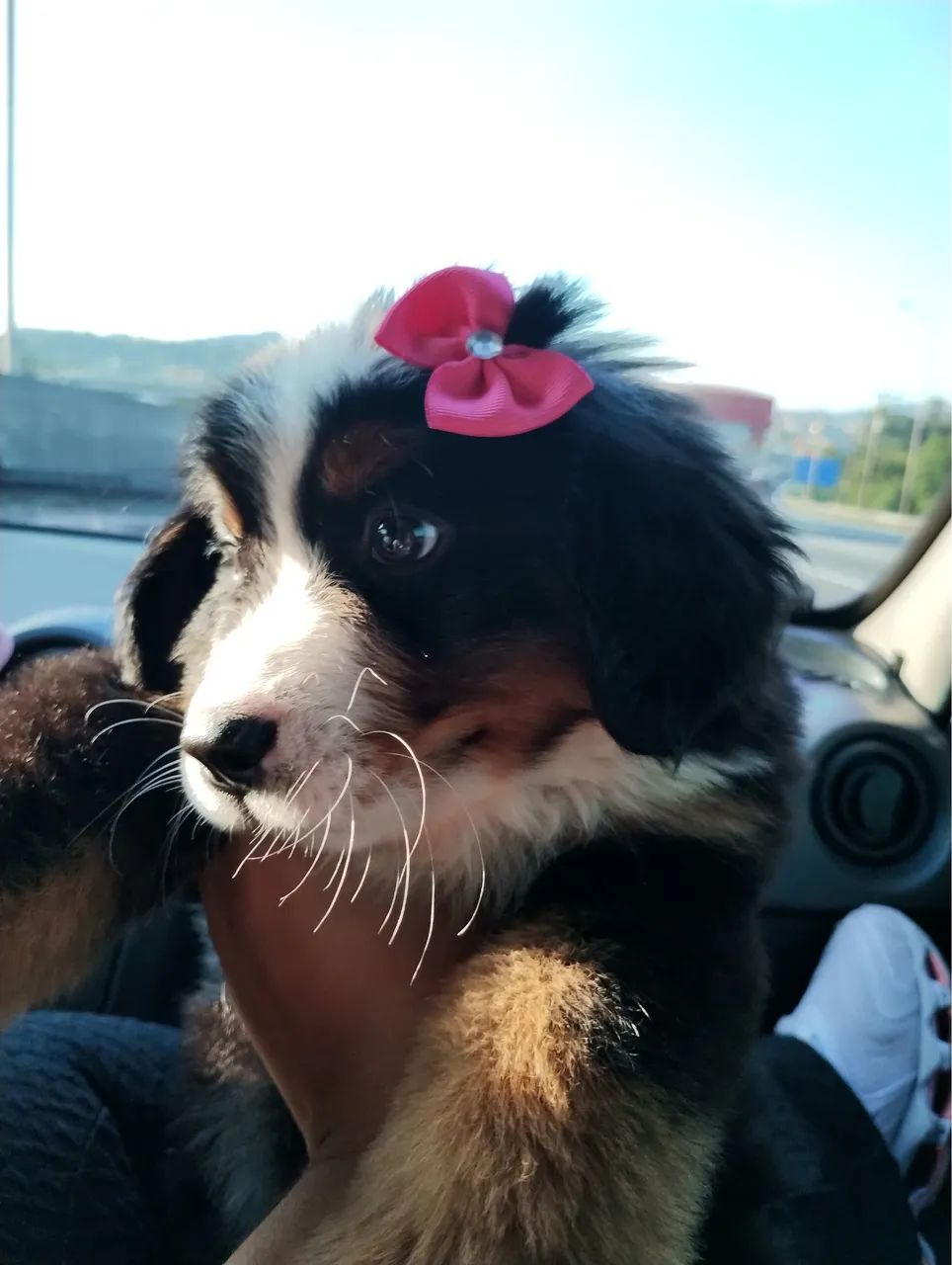 Bernese  - Foto 2