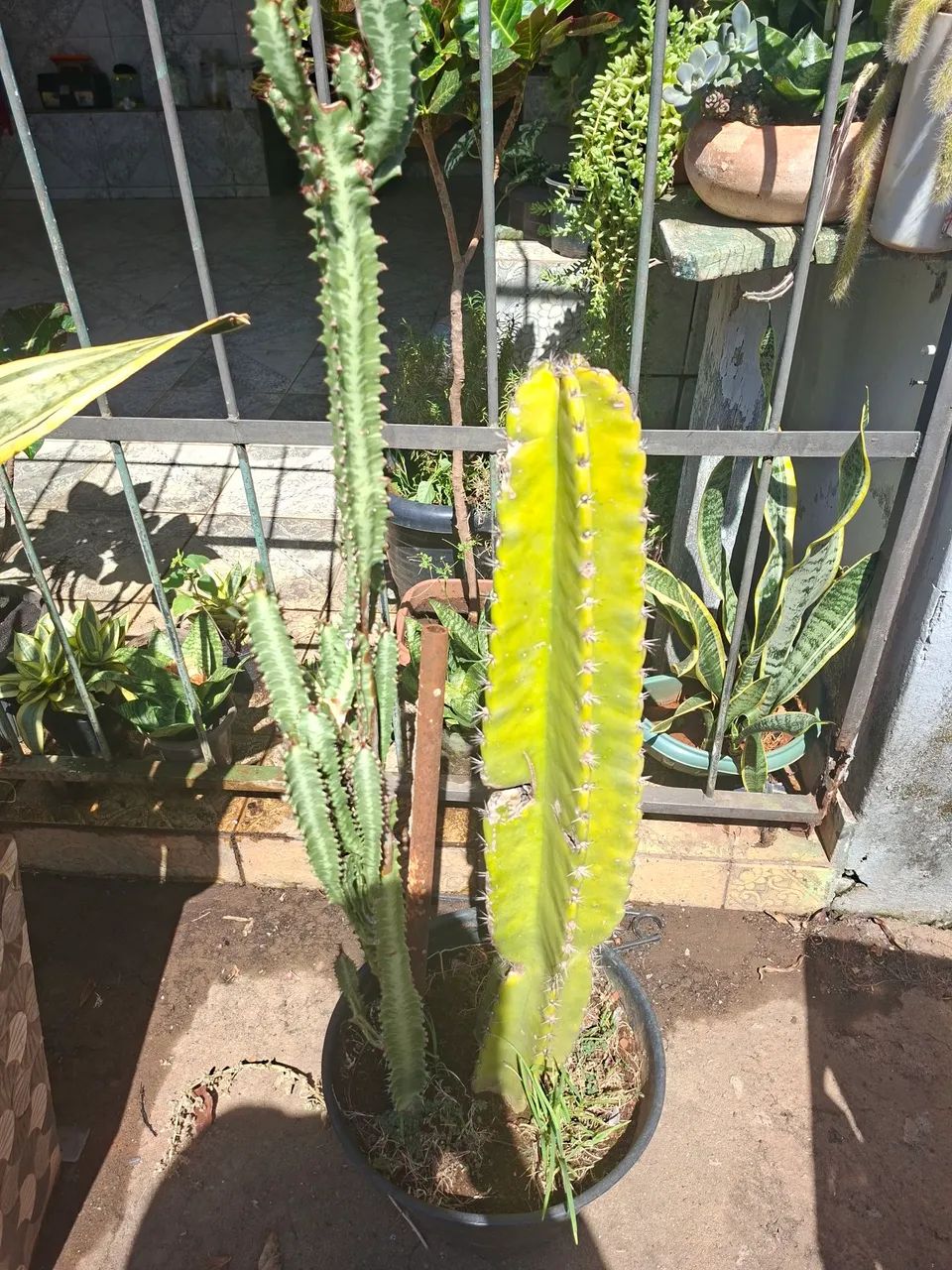 Plantas  - Foto 2