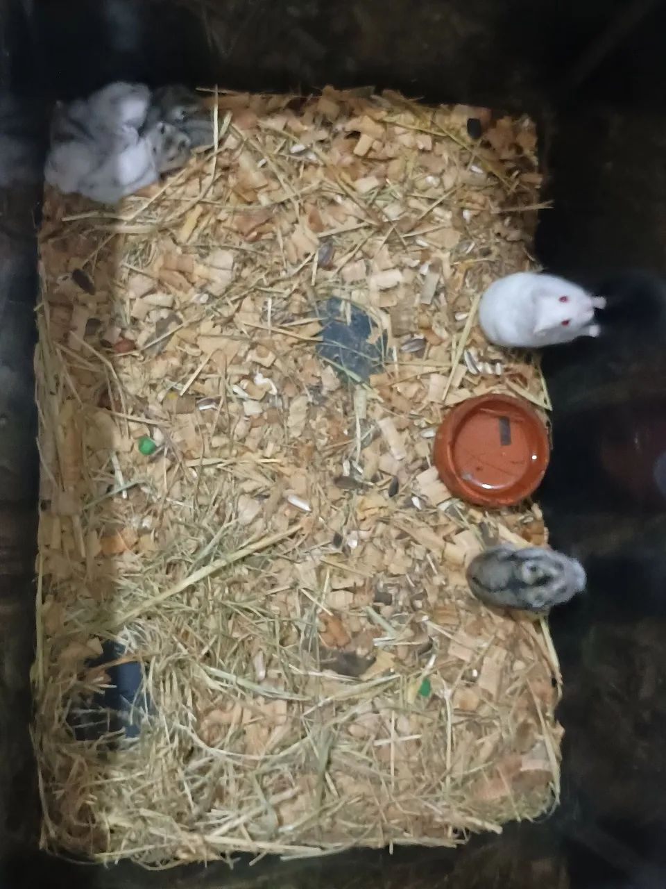 Hamisters