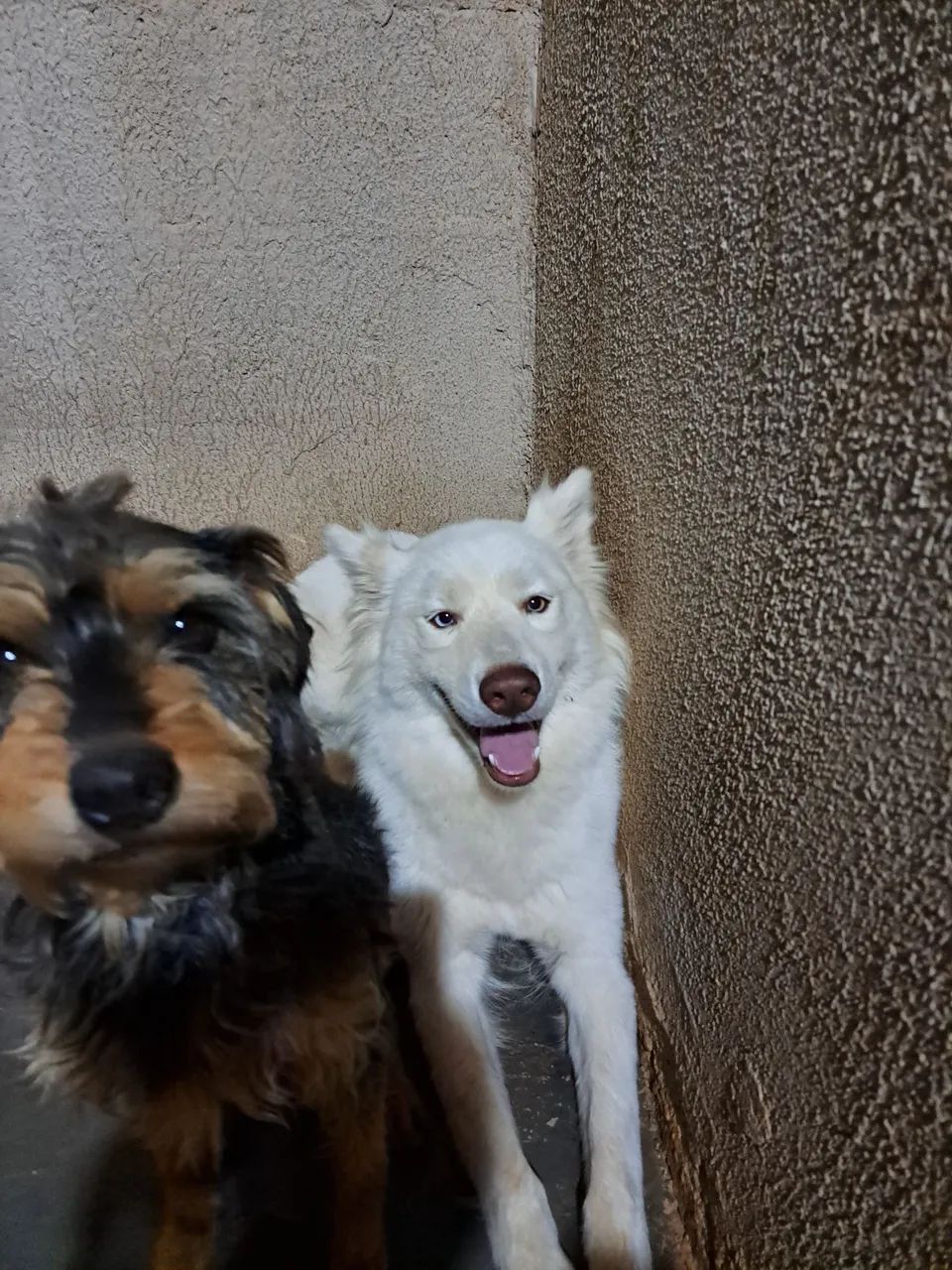 Vendo hasky - Foto 4