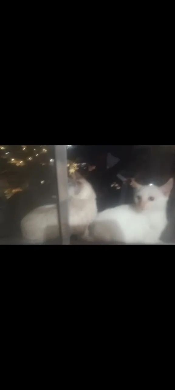Gatos  - Foto 2