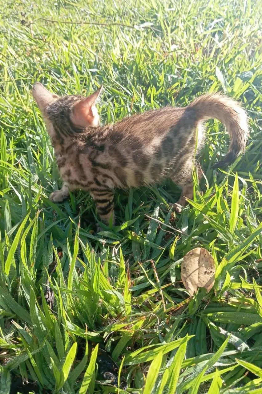 BENGAL c pedigree Tropicats  - Foto 2