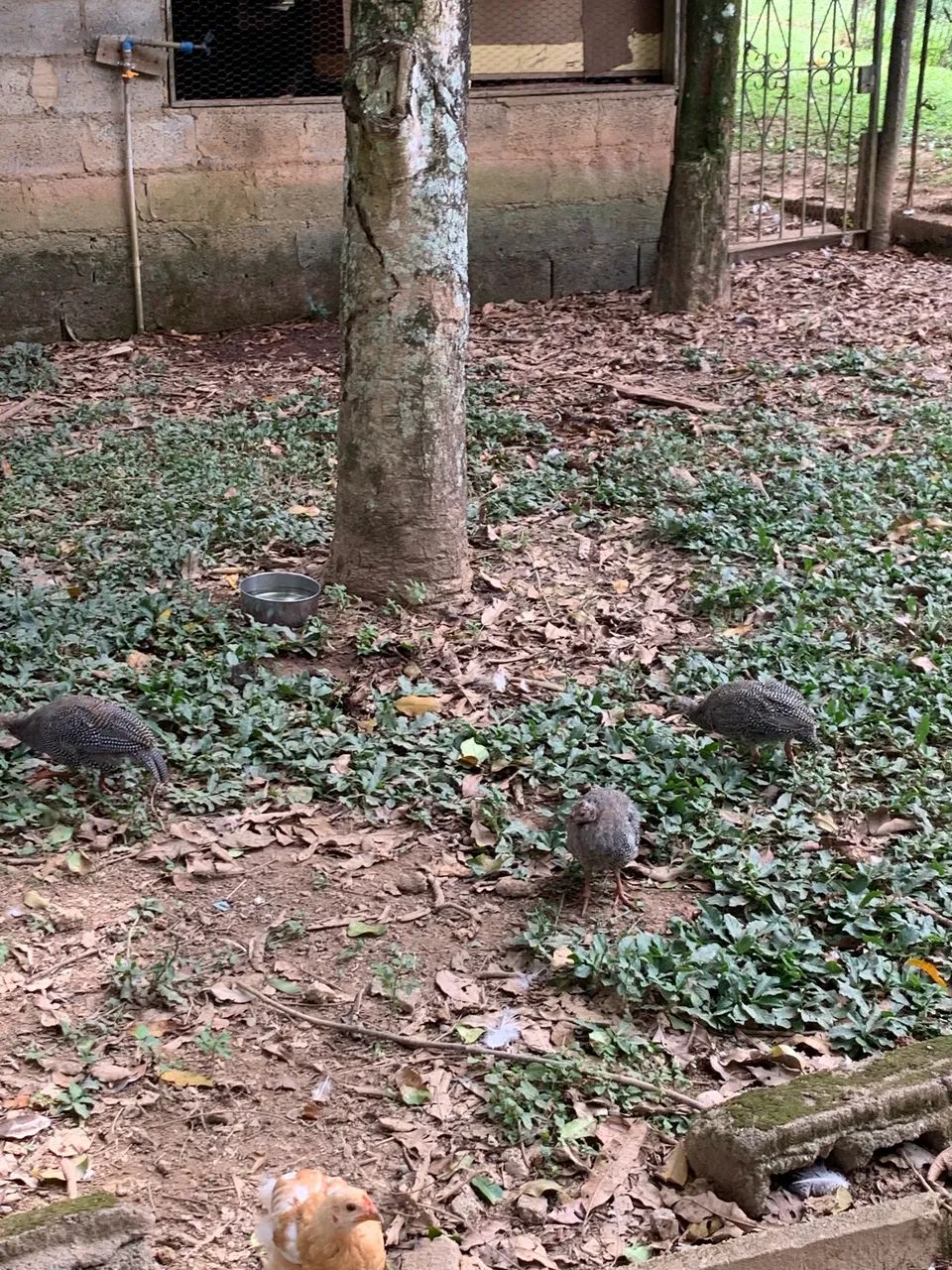Galinha Angola franguinho - Foto 4