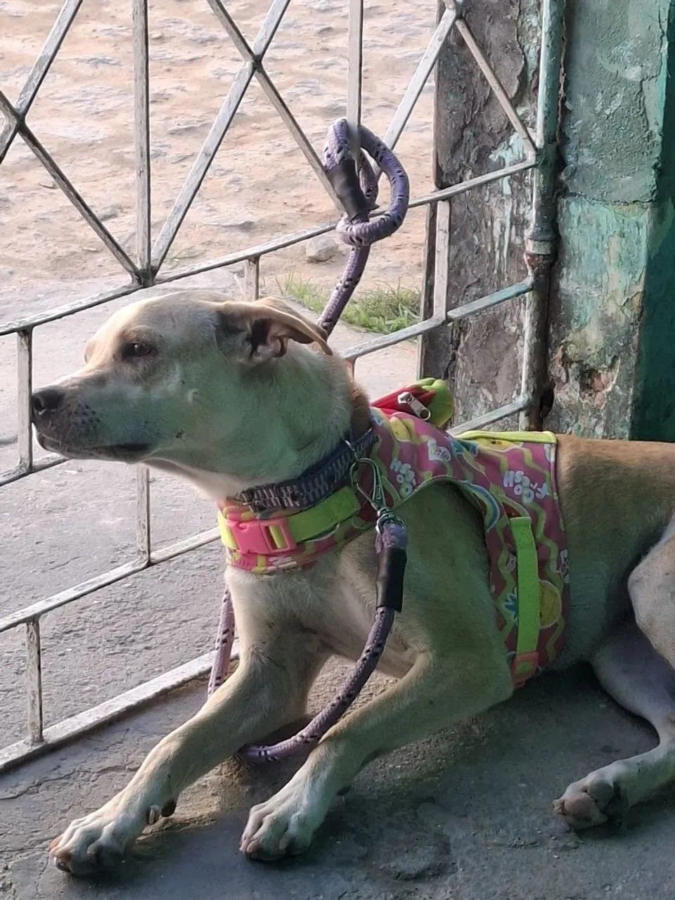 Doação de cachorrinha - Foto 2