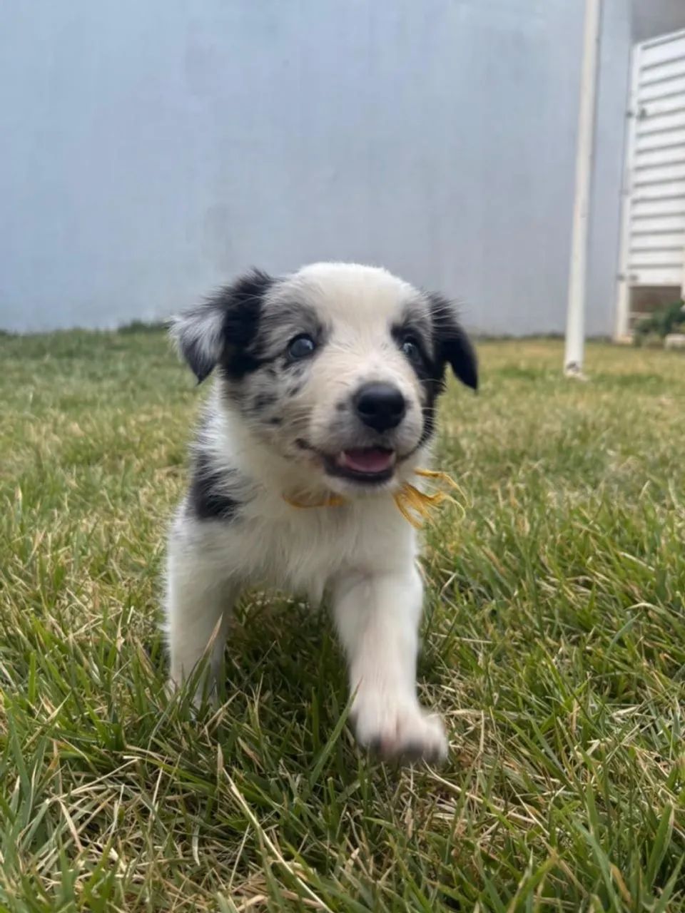 Filhotes Border collie  - Foto 2