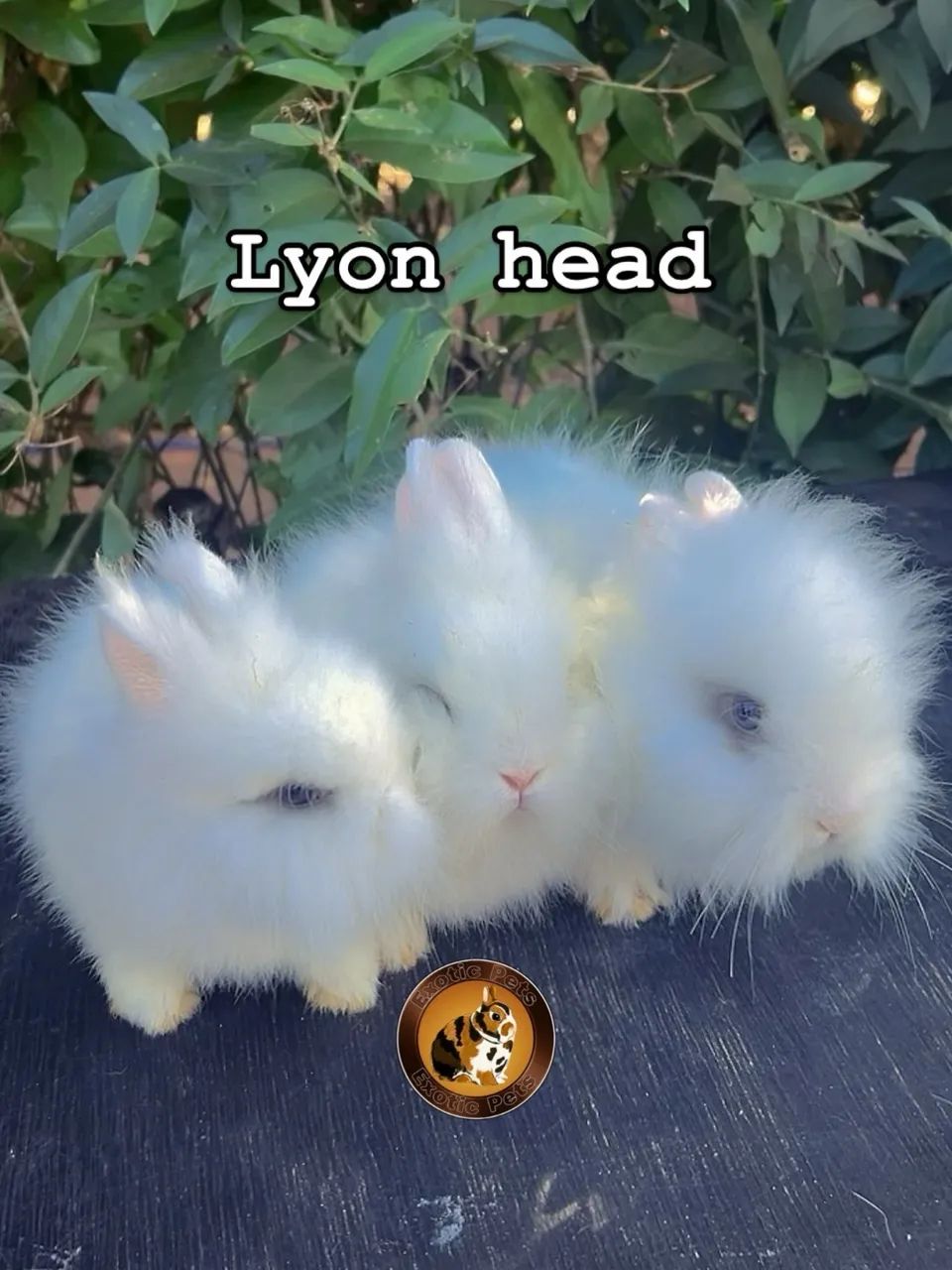 Lyon head