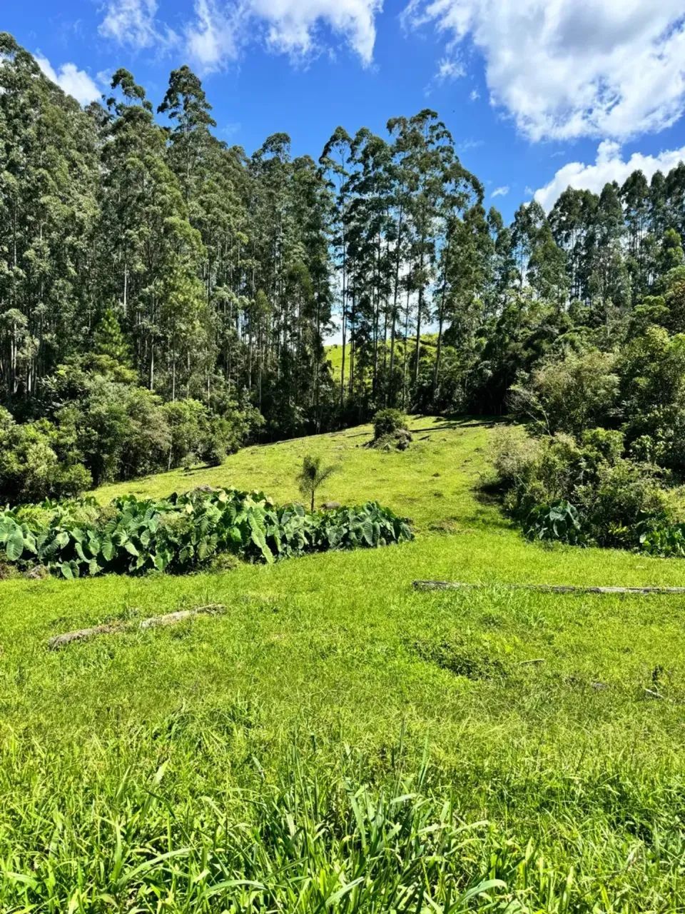 Sitio com escritura em Anitápolis - SC - Foto 4