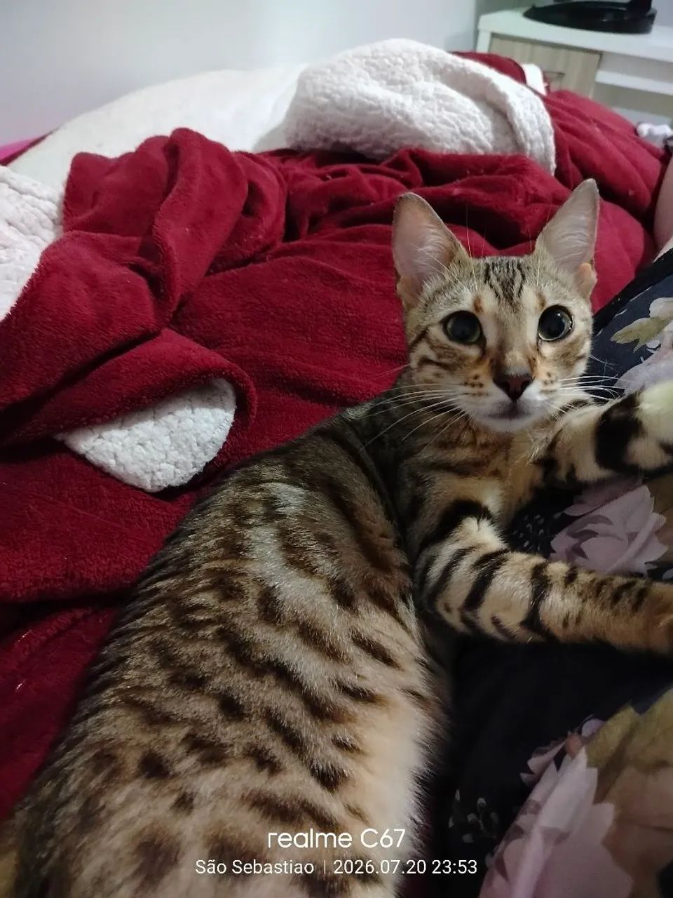 Gato Bengal 
