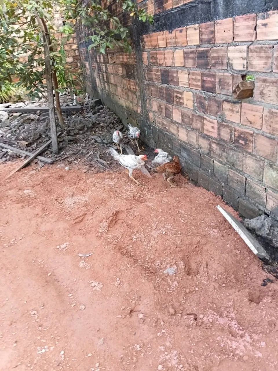 Frangos  - Foto 2