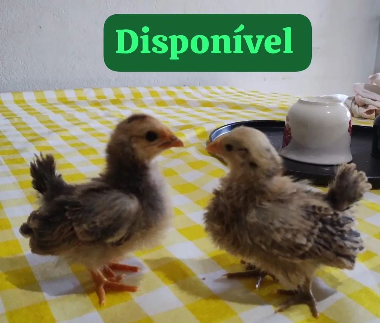 Vende-se galo índio mura  - Foto 4