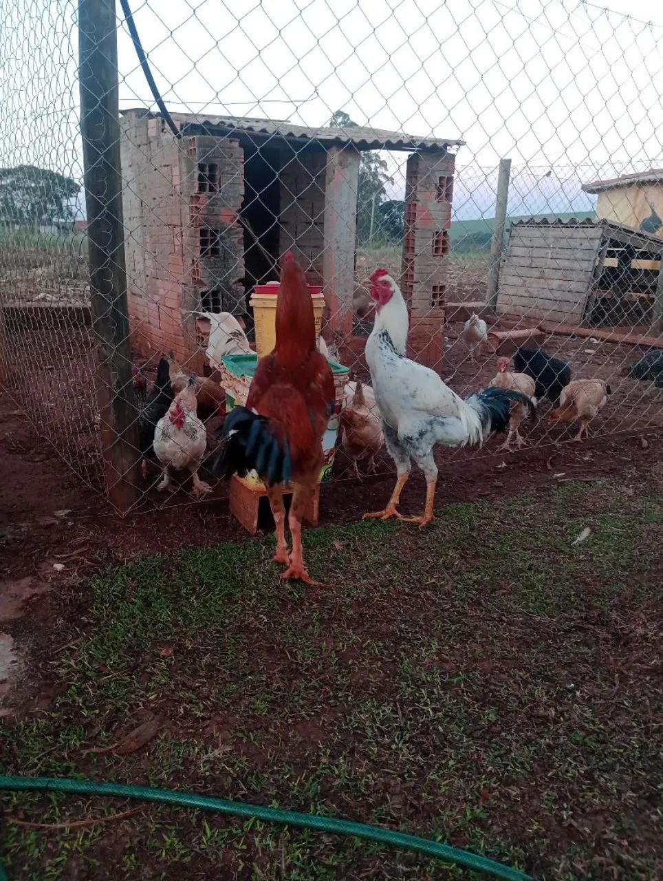 Frango Índio gigante  - Foto 2