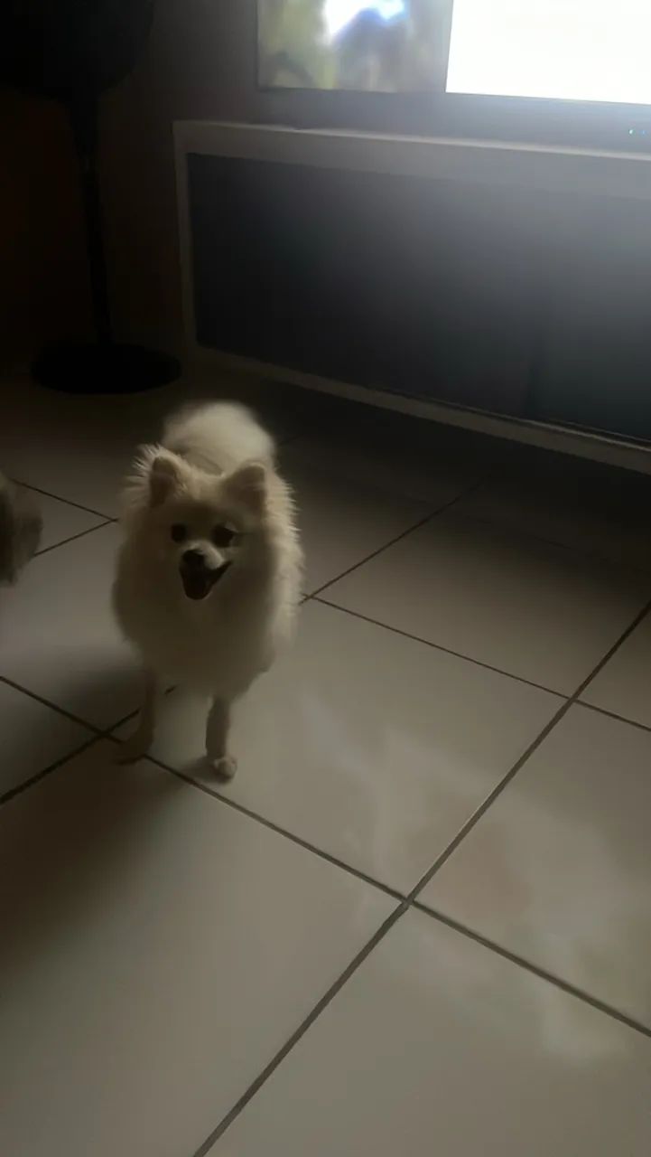 Spitz alemão  - Foto 3