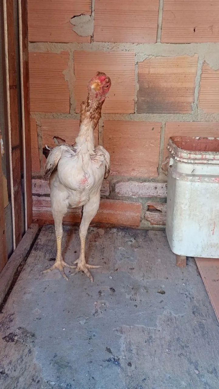Vendo uma  franga carioca é um frango
