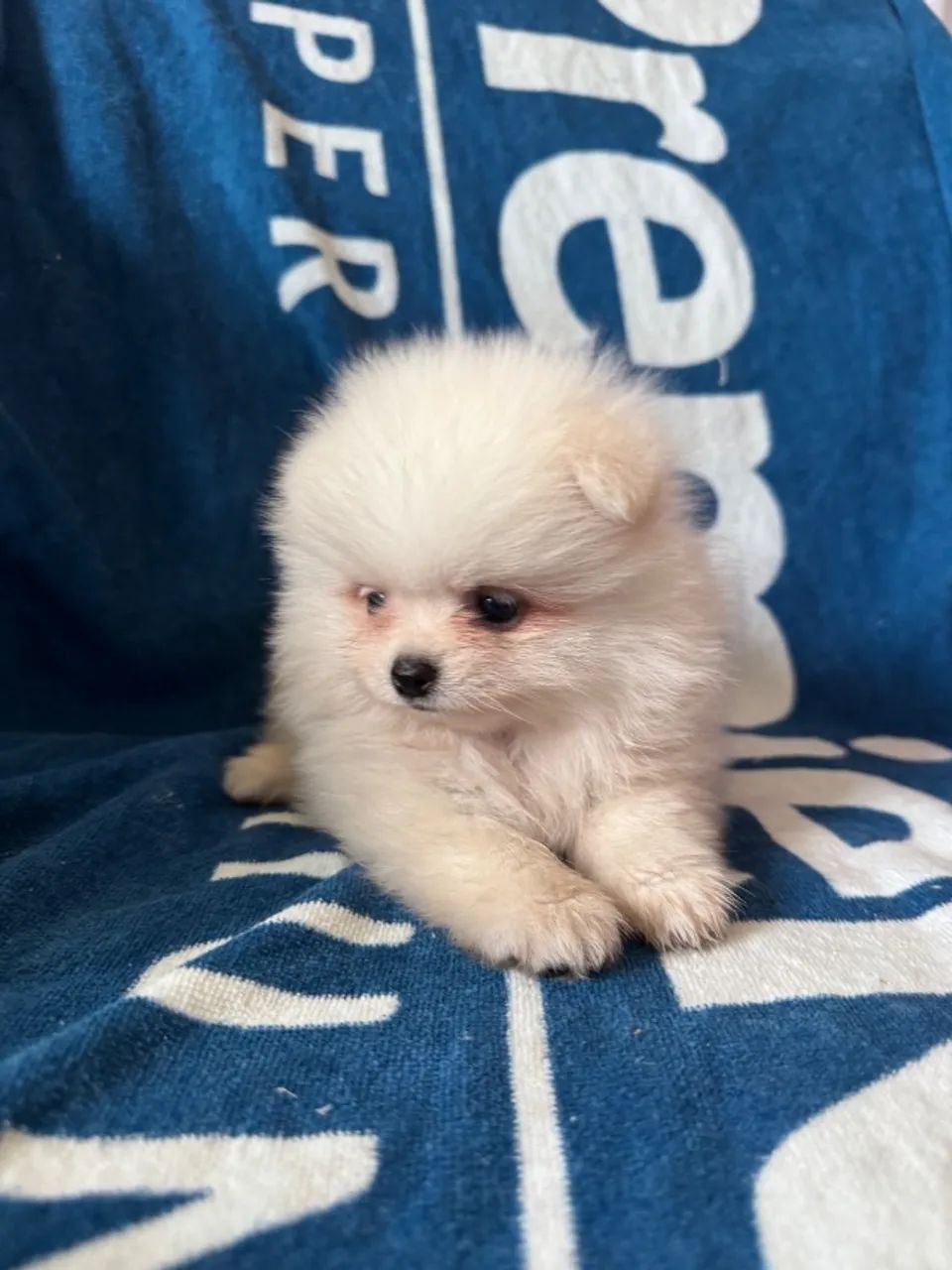 Lulu da Pomerania parcelamos 18 vezes sem juros  - Foto 6