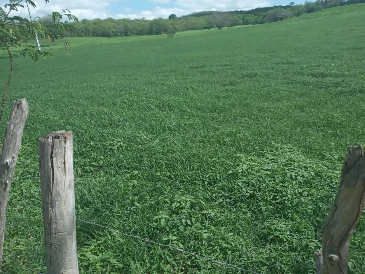 Fazenda à Venda - Foto 2