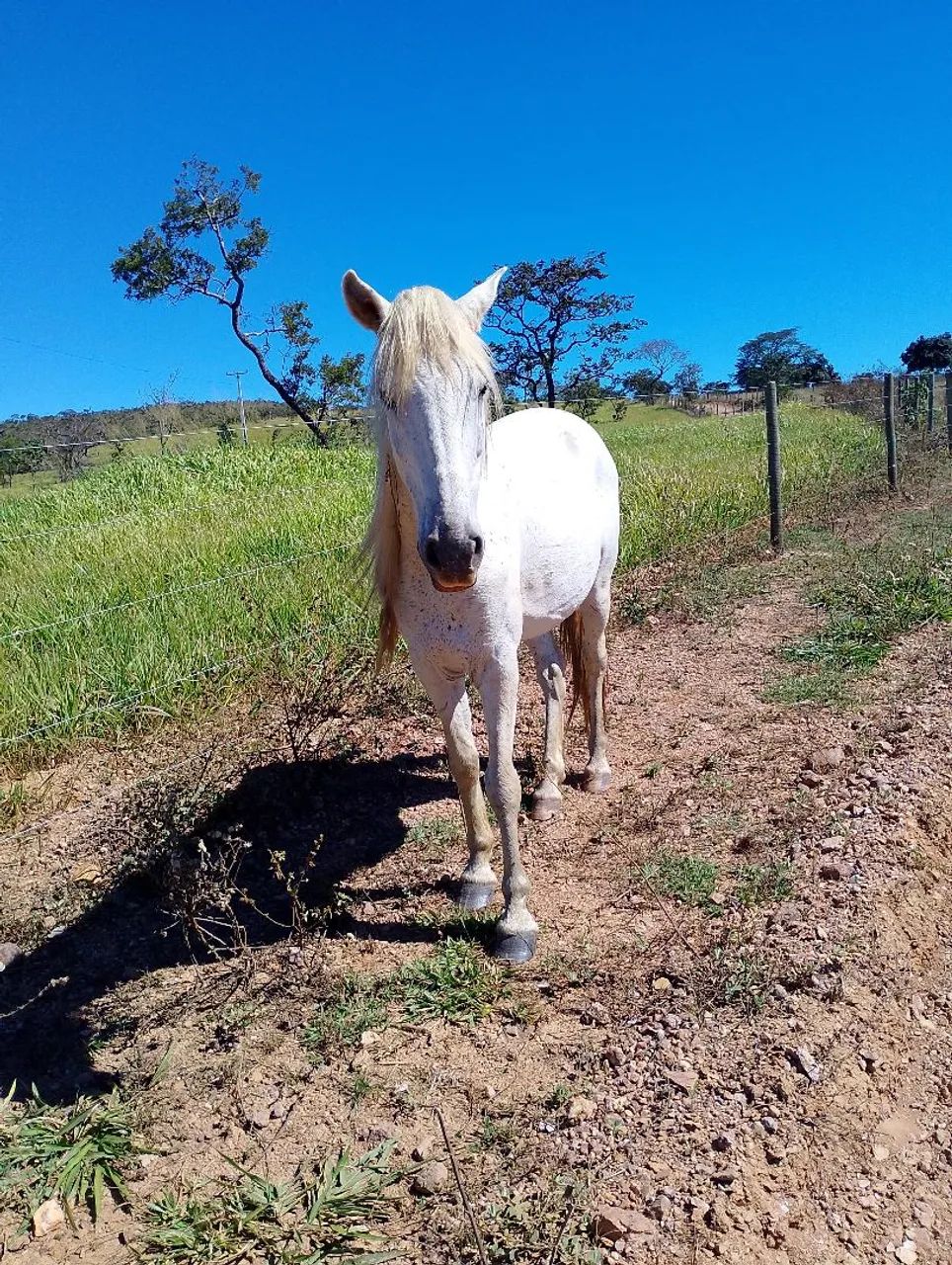 Cavalo 
