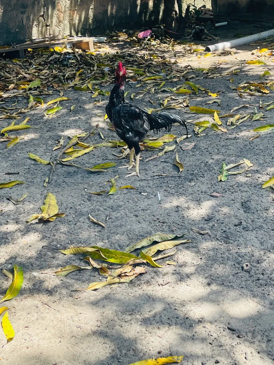 Vende-se frango - Foto 3
