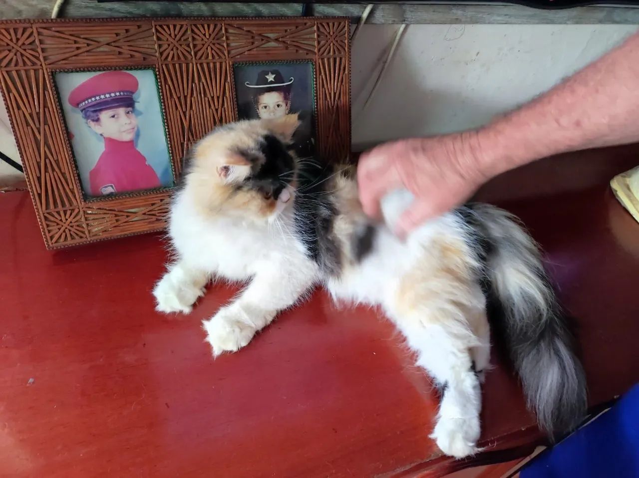 Vende gatos fêmea persa  3 cores  com 1 ano  - Foto 2