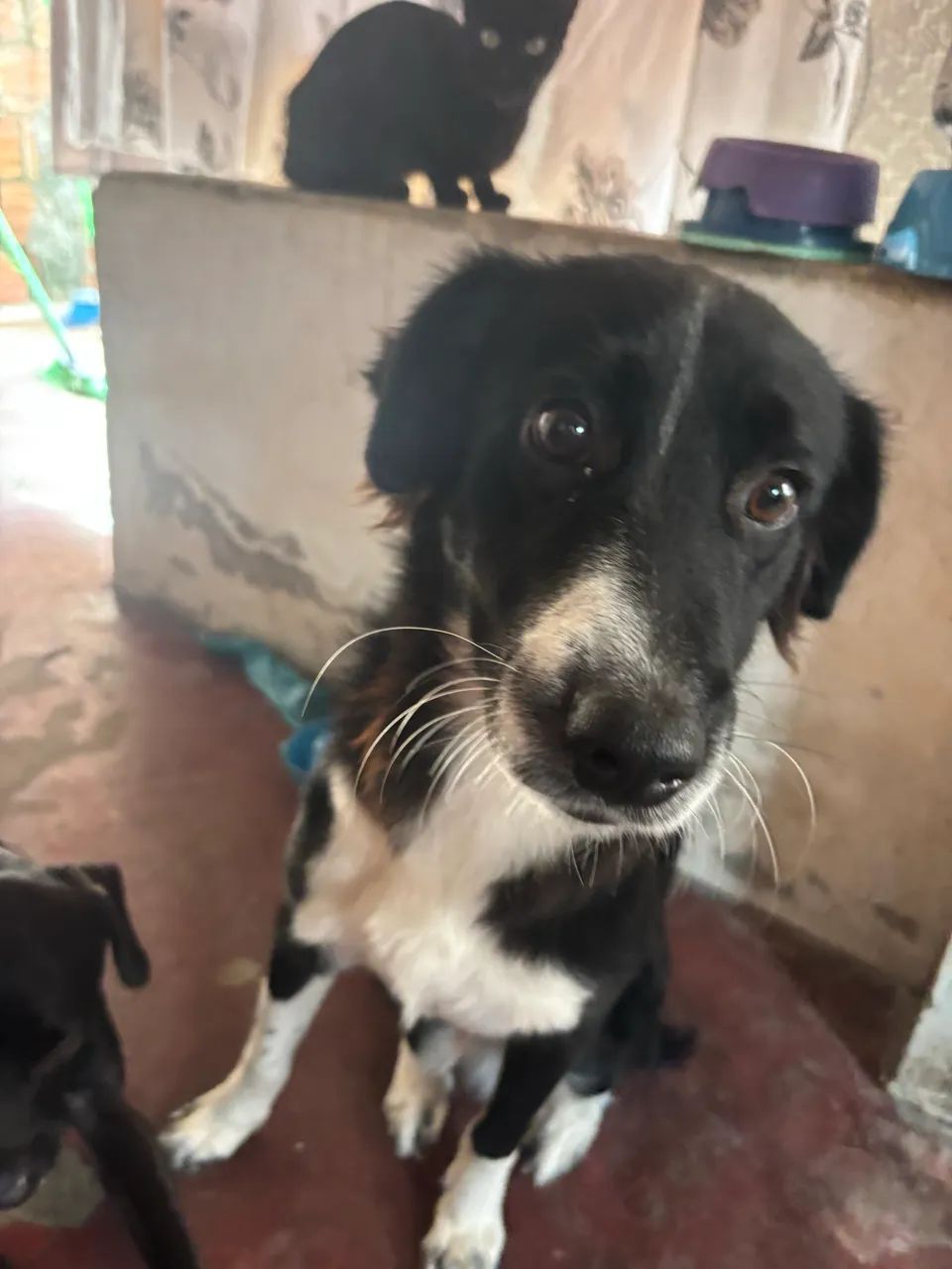 cachorro para doação responsável 