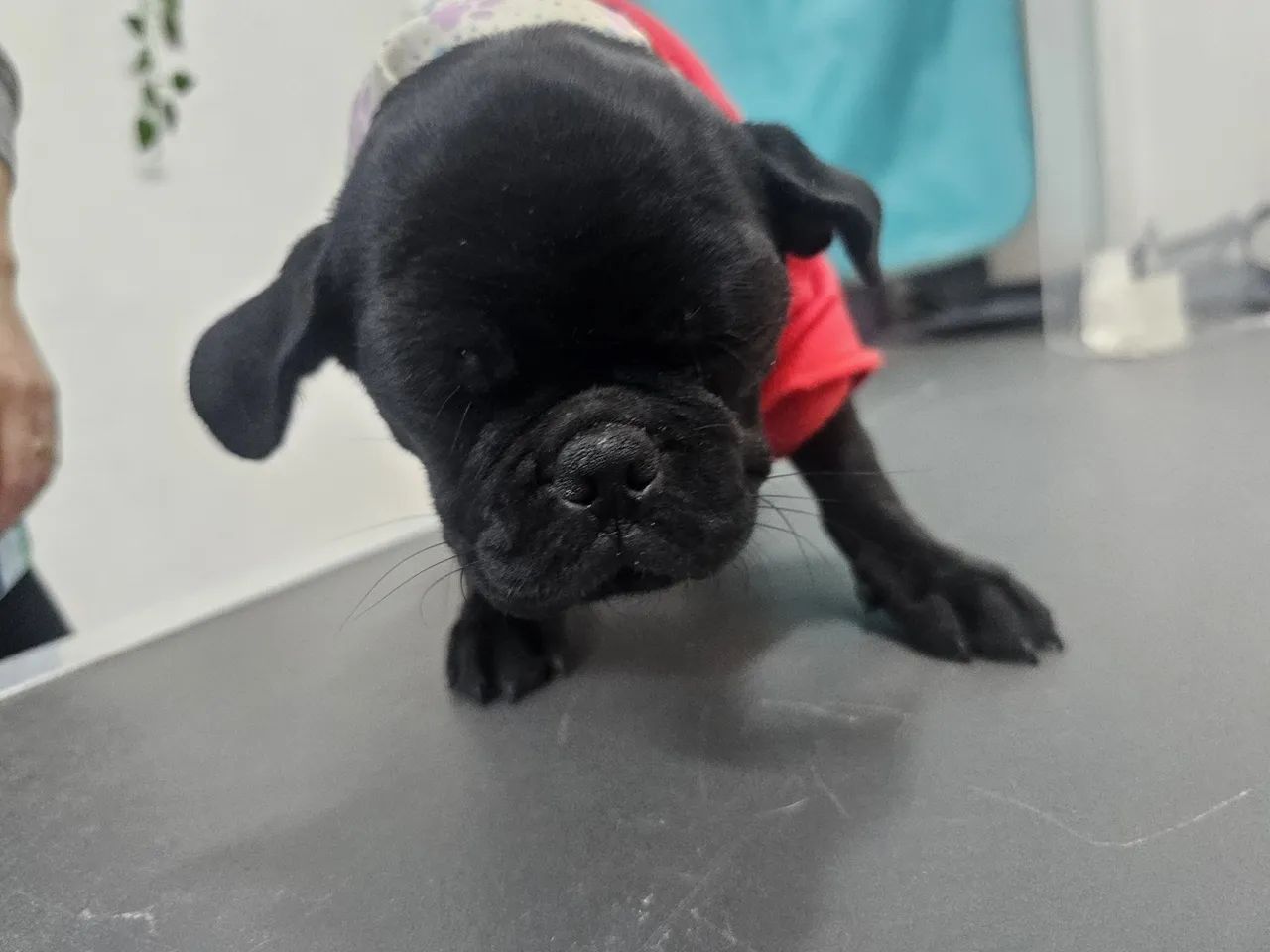 Cachorro  - Foto 2