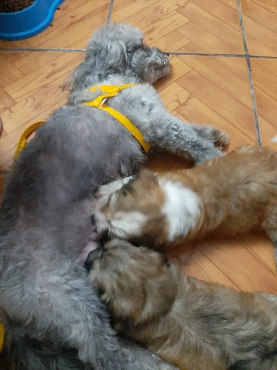 Poodle - Foto 2