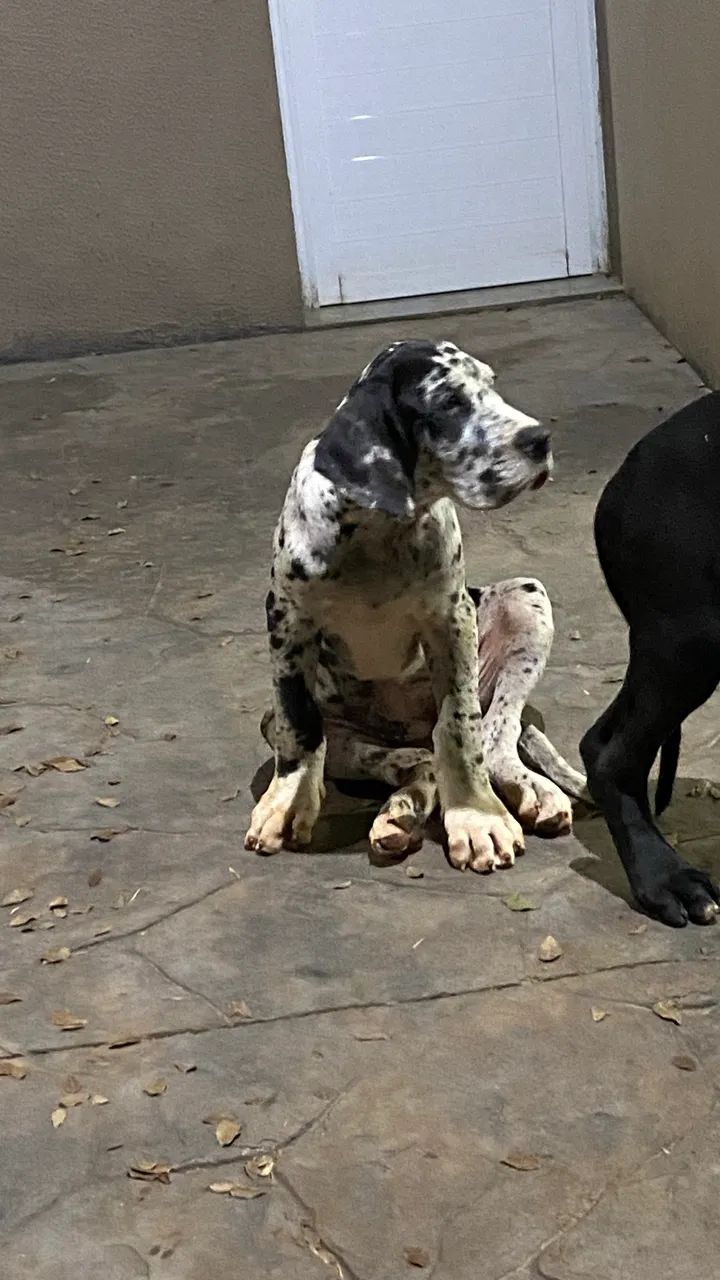 Filhotes Dogue alemão  - Foto 4