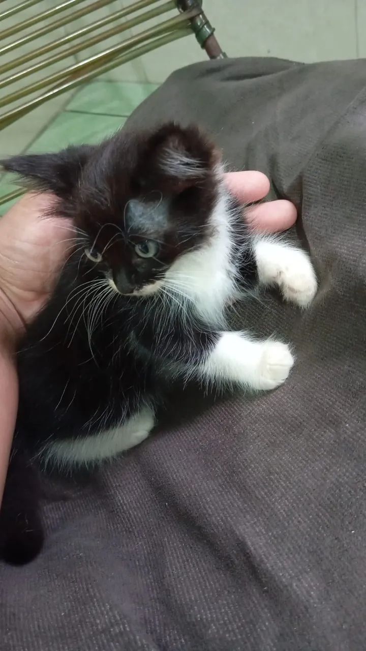 adoção gatinhos 3 fêmea 1 macho  - Foto 4
