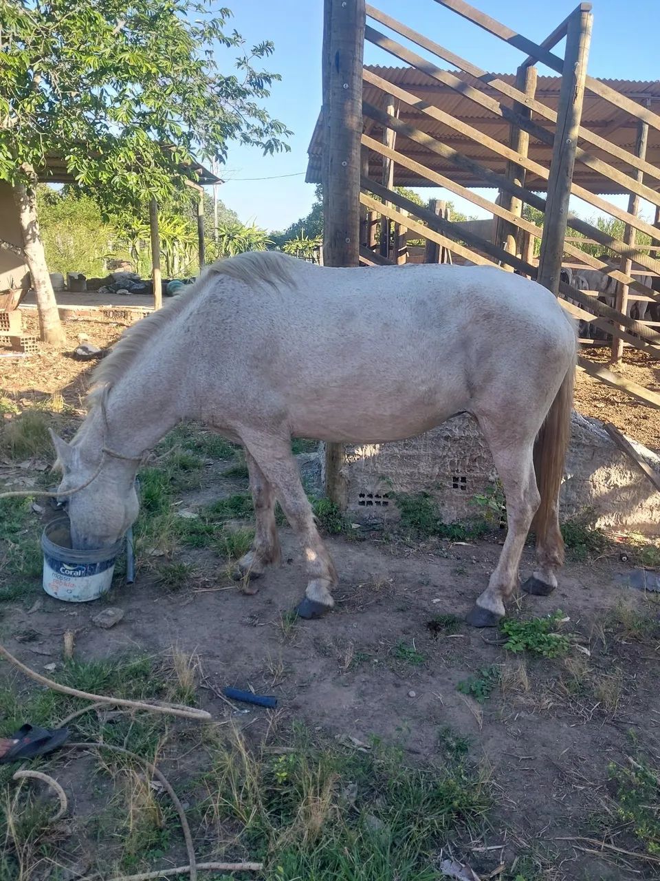 Egua a venda