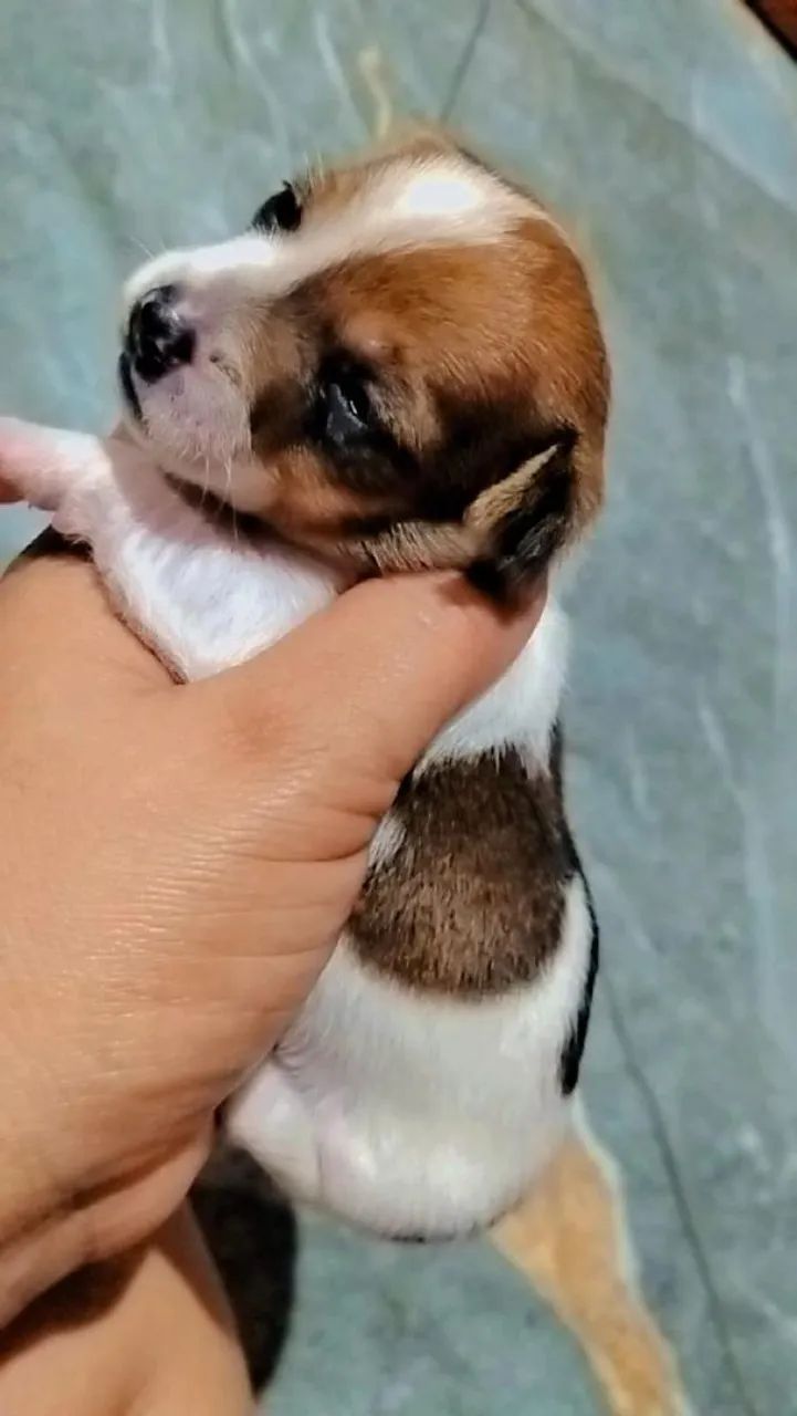 Pinscher 