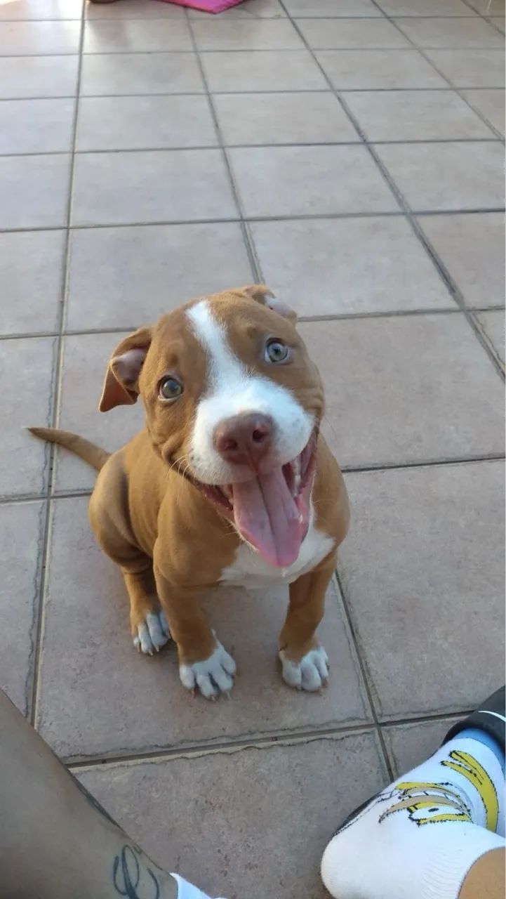 DOAÇÃO CACHORRO  - Foto 2
