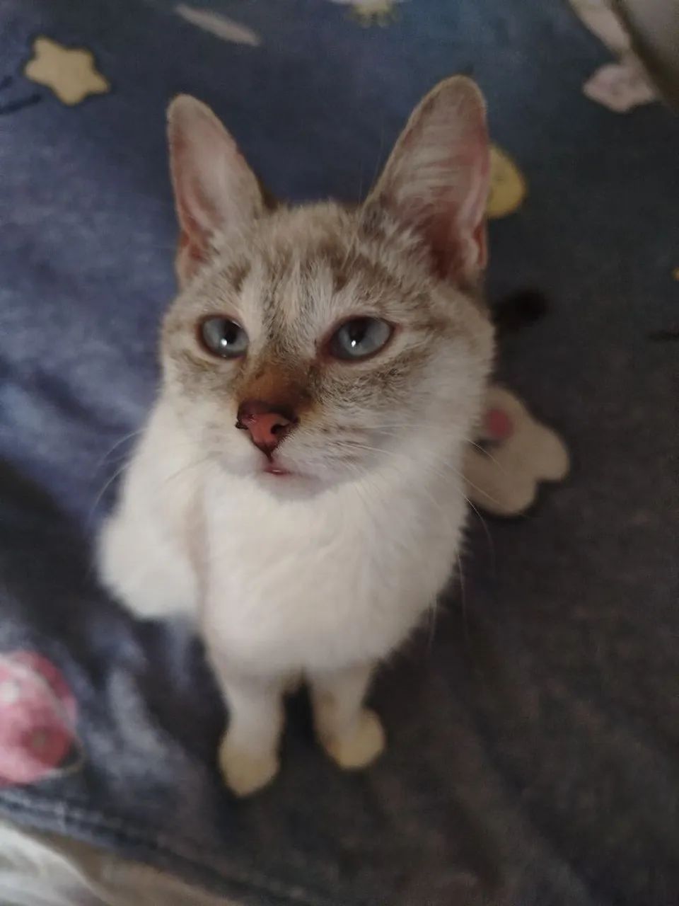 Gata de 6 meses 